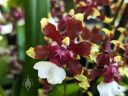 Oncidium Aka Baby 'Raspberry Chocolate' HCC/AOS, orchid hybrid flowers, Dancing Lady Orchid, Orchids in the Park 2023, Golden Gate Park, San Francisco, California