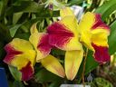 Cattleya Fire Magic, Sophrolaeliocattleya Fire Magic, orchid hybrid flowers, Pacific Orchid Expo 2023, Golden Gate Park, San Francisco, California