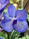 Vanda orchid flower, blue and white flower, Pacific Orchid Expo 2023, Golden Gate Park, San Francisco, California