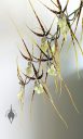 Brassia hybrid flowers, Spider Orchid, large flowers, grown indoors in Pacifica, CaliforniaBrassia hybrid flowers, Spider Orchid, large flowers, grown indoors in Pacifica, California