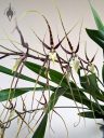 Brassia hybrid flowers, Spider Orchid, large flowers, grown indoors in Pacifica, California