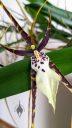 Brassia hybrid flower, Spider Orchid, large flower, grown indoors in Pacifica, California