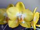 Moth Orchid flower, Phal, Phalaenopsis orchid hybrid, yellow flower, grown indoors in Pacifica, California