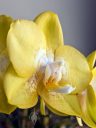 Moth Orchid flower, Phal, Phalaenopsis orchid hybrid, yellow flower, grown indoors in Pacifica, California