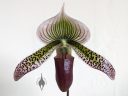 Lady Slipper Orchid, Paphiopedilum flower, Paph, purple green and white flower, grown indoors in Pacifica, California
