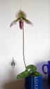 Lady Slipper Orchid, Paphiopedilum flower, Paph, purple green and white flower on a tall stem, variegated leaves, blue flower pot, grown indoors in Pacifica, California