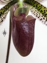 Lady Slipper Orchid, Paphiopedilum flower, Paph, flower lip close up, purple green and white flower, grown indoors in Pacifica, California