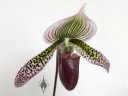 Lady Slipper Orchid, Paphiopedilum flower, Paph, purple green and white flower, grown indoors in Pacifica, California