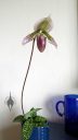 Lady Slipper Orchid, Paphiopedilum flower, Paph, purple green and white flower on a tall stem, variegated leaves, blue flower pot, grown indoors in Pacifica, California