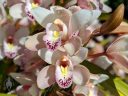 Cymbidium orchid flowers, white yellow and pink flowers, flowers with water drops, grown outdoors in Pacifica, California