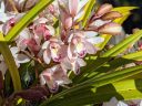Cymbidium orchid flowers, white yellow and pink flowers, green leaves, flowers with water drops, grown outdoors in Pacifica, California