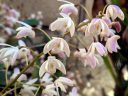 Dendrobium x delicatum, orchid hybrid flowers, fragrant flowers, Australian orchid, white and pink flowers, grown outdoors in Pacifica, California