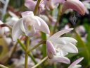 Dendrobium x delicatum, orchid hybrid flowers, fragrant flowers, Australian orchid, white and pink flowers, grown outdoors in Pacifica, California