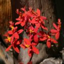 Epidendrum orchid flowers, red and yellow flowers, flowers with water drops, grown outdoors in Pacifica, California