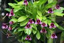 Masdevallia chaparensis, orchid species flowers and leaves, purple spotted flowers, grown outdoors in Pacifica, California