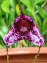 Masdevallia chaparensis, orchid species flower, purple spotted flower, grown outdoors in Pacifica, California
