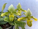 Paphiopedilum venustum var. album, orchid species flowers, green and white flowers, variegated leaves, mottled leaves, Paph, Lady Slipper orchid, grown indoors in Pacifica, California