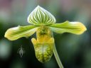 Paphiopedilum venustum var. album, orchid species flower, green and white flower, Paph, Lady Slipper orchid, grown indoors in Pacifica, California