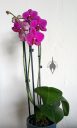 Moth Orchid, Phalaenopsis, Phal, orchid hybrid flowers and leaves, purple flowers, grown indoors in Pacifica, California