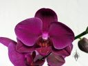 Moth Orchid, Phalaenopsis, Phal, orchid hybrid flowers, purple flowers, grown indoors in Pacifica, California