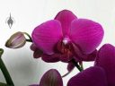 Moth Orchid, Phalaenopsis, Phal, orchid hybrid flower and bud, purple flowers, grown indoors in Pacifica, California