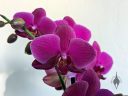 Moth Orchid, Phalaenopsis, Phal, orchid hybrid flowers and buds, purple flowers, grown indoors in Pacifica, California