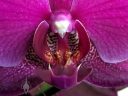 Moth Orchid, Phalaenopsis, Phal, orchid hybrid flower, purple flower, close up of flower lip, grown indoors in Pacifica, California