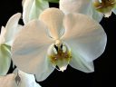 Moth Orchid flower, Phal, Phalaenopsis, white flower, hybrid flower, grown indoors in San Francisco, California