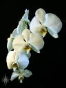 Moth Orchid flowers, Phal, Phalaenopsis, white flowers, hybrid flowers, grown indoors in San Francisco, California