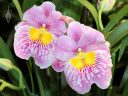 Miltoniopsis orchid hybrid, Pansy Orchid, pink yellow and white flowers, Pacific Orchid Expo 2014, San Francisco, California