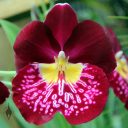 Miltoniopsis orchid hybrid, Pansy Orchid, purple white yellow and red flower, Conservatory of Flowers, Golden Gate Park, San Francisco, California