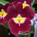 Miltoniopsis orchid hybrid, Pansy Orchid, maroon yellow and white flower, South San Francisco, California