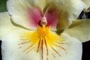 Miltoniopsis orchid hybrid, Pansy Orchid, flower close up, purple yellow and maroon flower, grown in San Francisco, California