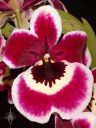 Miltoniopsis orchid hybrid, Pansy Orchid, purple maroon and white flower, Pacific Orchid Expo 2008, San Francisco, California
