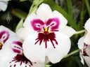 Miltoniopsis orchid hybrid, Pansy Orchid, purple maroon and white flowers, Pacific Orchid Expo 2014, San Francisco, California