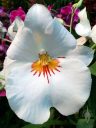 Miltoniopsis orchid hybrid, Pansy Orchid, white yellow and red flower, Pacific Orchid Expo 2017, San Francisco, California