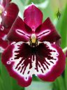 Miltoniopsis orchid hybrid, Pansy Orchid, purple yellow and white flower, Orchids in the Park 2012, San Francisco, California