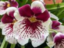 Miltoniopsis orchid hybrid, Pansy Orchid, maroon yellow and white flower, Orchids in the Park 2023, San Francisco, California