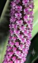 Arpophyllum giganteum 'Golden Gate', orchid species flowers, small purple flowers, Hyacinth Orchid, Pacific Orchid Expo 2024, Golden Gate Park, San Francisco, California