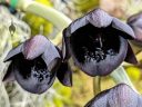 Catamodes Dragons Glade, orchid hybrid flowers, black flowers, black orchids, catasetum, Pacific Orchid Expo 2024, Golden Gate Park, San Francisco, California