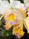Cattleya orchid flowers, white purple and yellow flowers, Pacific Orchid Expo 2023, Golden Gate Park, San Francisco, California