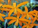 Cattleya orchid flowers, Laelia, orange flowers, Pacific Orchid Expo 2023, Golden Gate Park, San Francisco, California