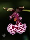 Caucaea olivacea, orchid species flower, miniature orchid, oncidium, Pacific Orchid Expo 2023, Golden Gate Park, San Francisco, California