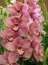 Cymbidium Elle Ronis 'Cinnabar', orchid hybrid flowers, red and white flowers, Pacific Orchid Expo 2023, Golden Gate Park, San Francisco, California