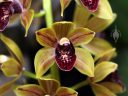 Cymbidium Fritz Wunderlich 'Sycamore Creek' AM/AOS, orchid hybrid flowers, Pacific Orchid Expo 2023, Golden Gate Park, San Francisco, California