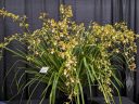 Cymbidium erythraeum 'Adrienne', orchid species plant and flowers, large orchid, Pacific Orchid Expo 2024, Golden Gate Park, San Francisco, California