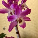 Dendrobium Kurenai, orchid hybrid flowers, purple and white flowers, Pacific Orchid Expo 2023, Golden Gate Park, San Francisco, California