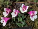 Dendrobium cuthbertsonii, orchid species flowers, hot pink and white flowers, miniature orchid, Pacific Orchid Expo 2024, Golden Gate Park, San Francisco, California