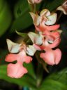 Habenaria orchid flowers, Pacific Orchid Expo 2023, Golden Gate Park, San Francisco, California