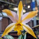 Laeliocattleya Candy Corn, AKA Cattlianthe Candy Corn, orchid hybrid flower, cattleya, yellow and white flower, Pacific Orchid Expo 2024, Golden Gate Park, San Francisco, California